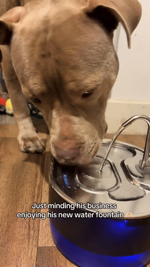 Pawdration™ - Give Your Dog a Longer, Healthier Life Through Better Hydration