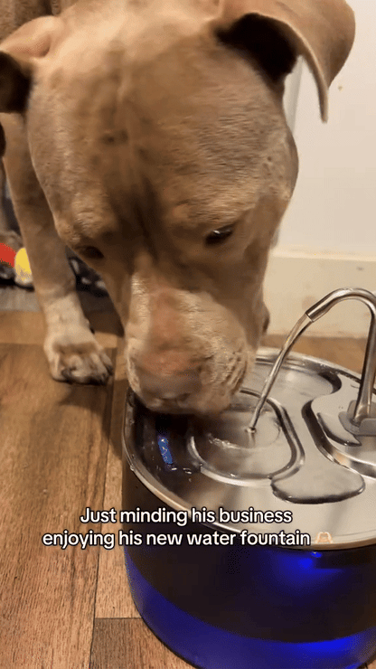 Pawdration™ - Give Your Dog a Longer, Healthier Life Through Better Hydration